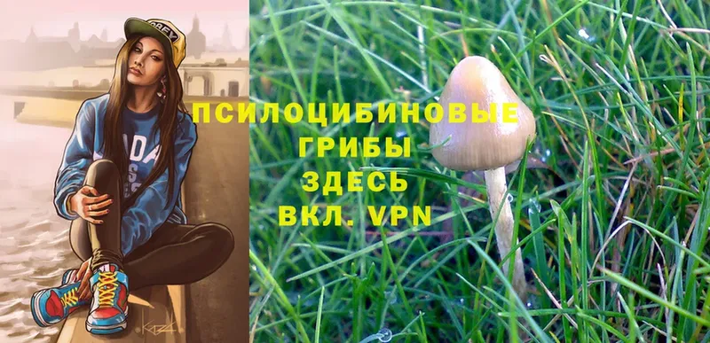 где купить наркоту  Камышин  Псилоцибиновые грибы Psilocybe 